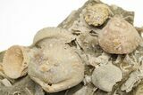 Miniature Fossil Cluster (Gastropods, Brachiopods) - France #212425-2